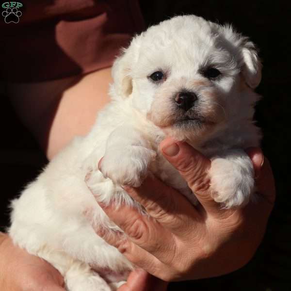 Gideon, Bichon Frise Puppy